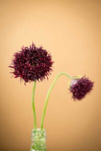 The History of the Opium Poppy Image